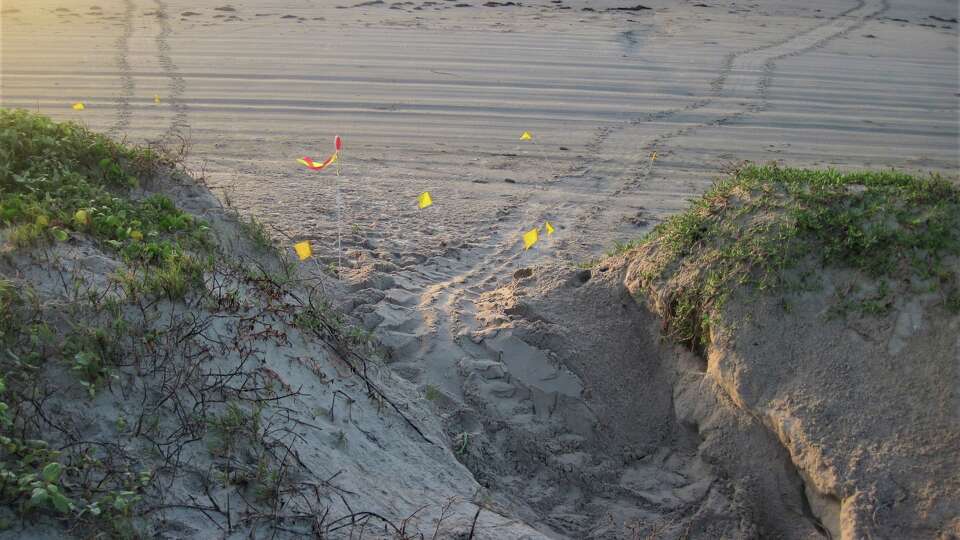 Tracks of green sea turtles can be found on Texas beaches as it is nesting season. A record number of nests have been found on Texas beaches this year.