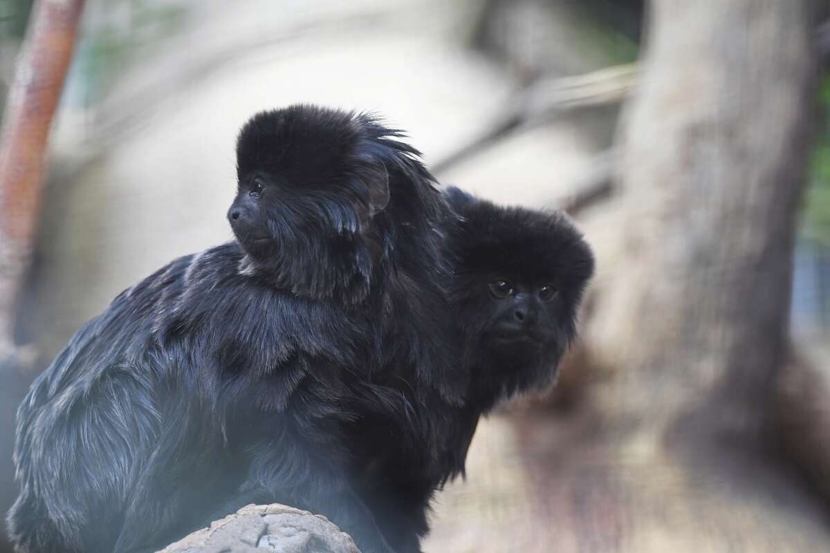 Goeldi's monkey  Smithsonian's National Zoo and Conservation