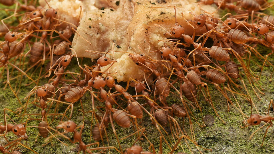 File: A photo of fire ants