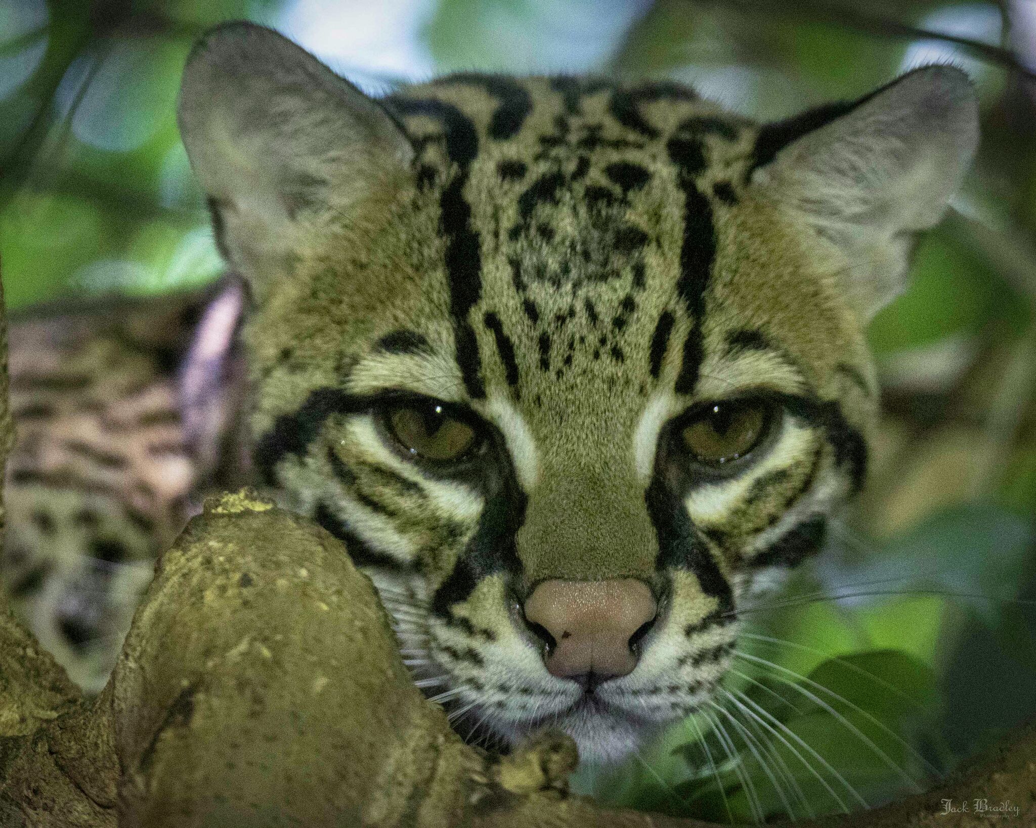 CT's Beardsley Zoo announces death of Brazilian ocelot