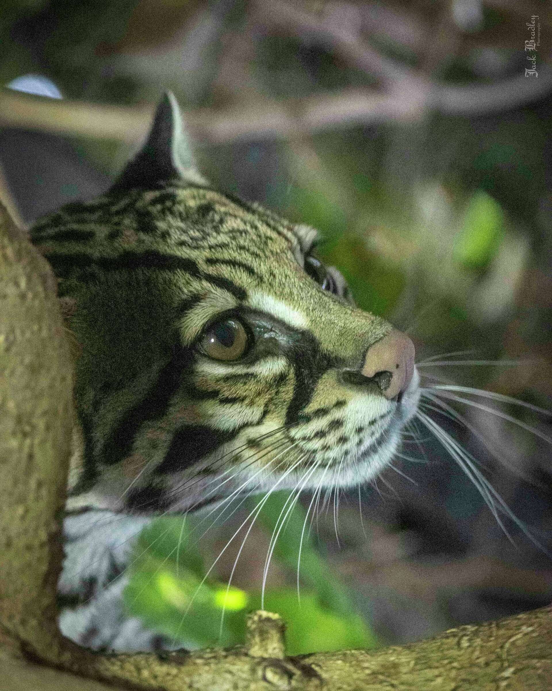 CT's Beardsley Zoo announces death of Brazilian ocelot