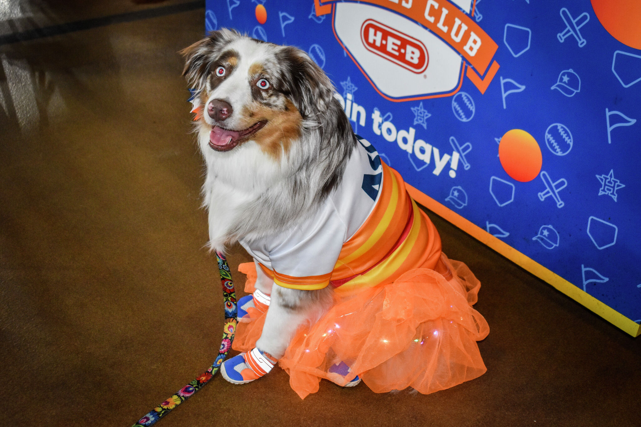 Houston Astros - We love our furry friends. It's Dog Day