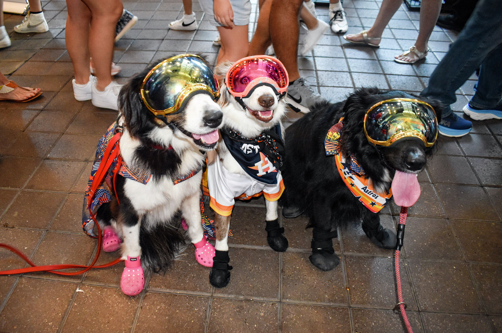 Pooches steal spotlight at Houston's annual Astros Dog Day