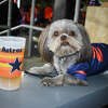 Astros Dog Day Brings Happy Dogs and a Win For the 'Stros