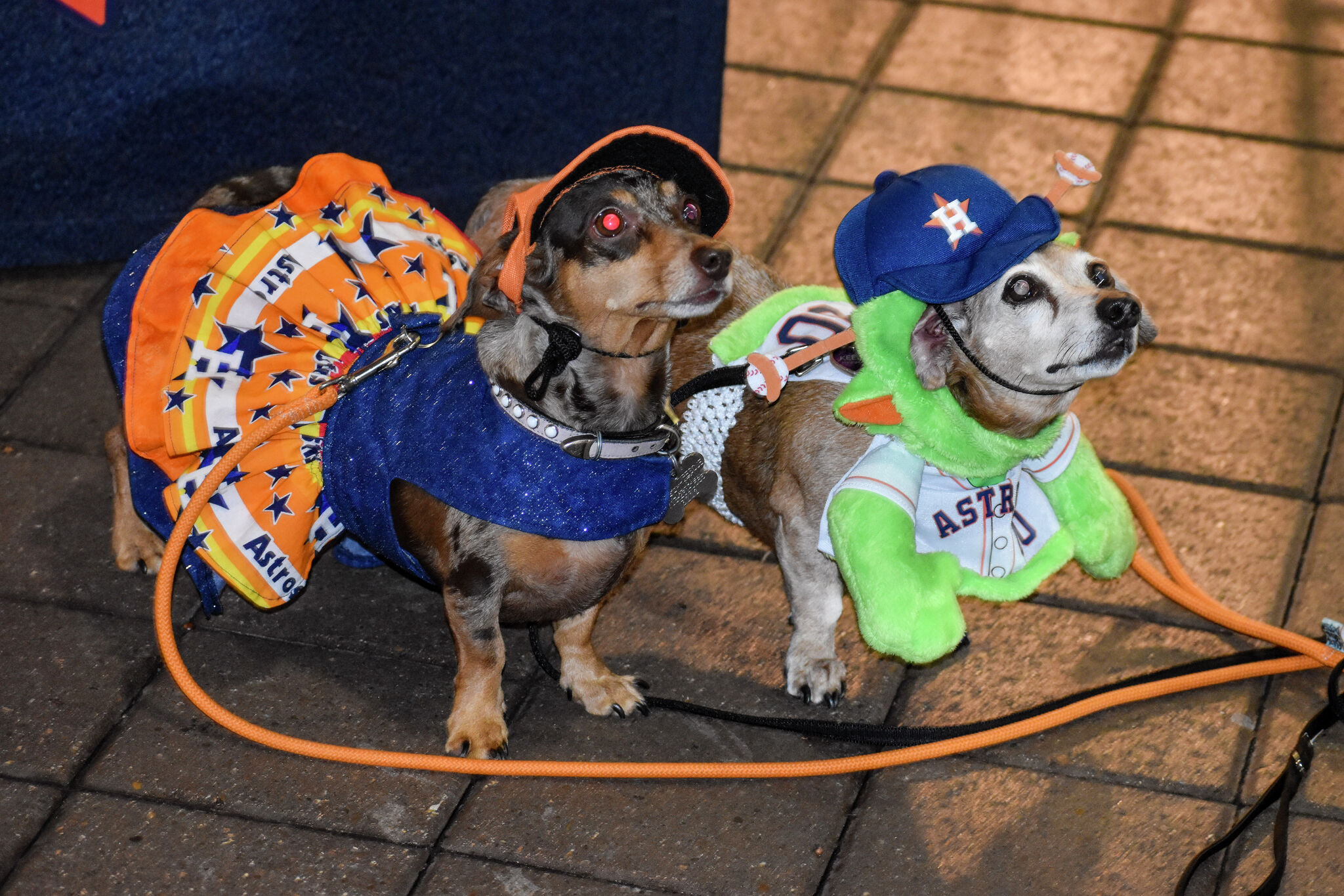 Pooches steal spotlight at Houston's annual Astros Dog Day