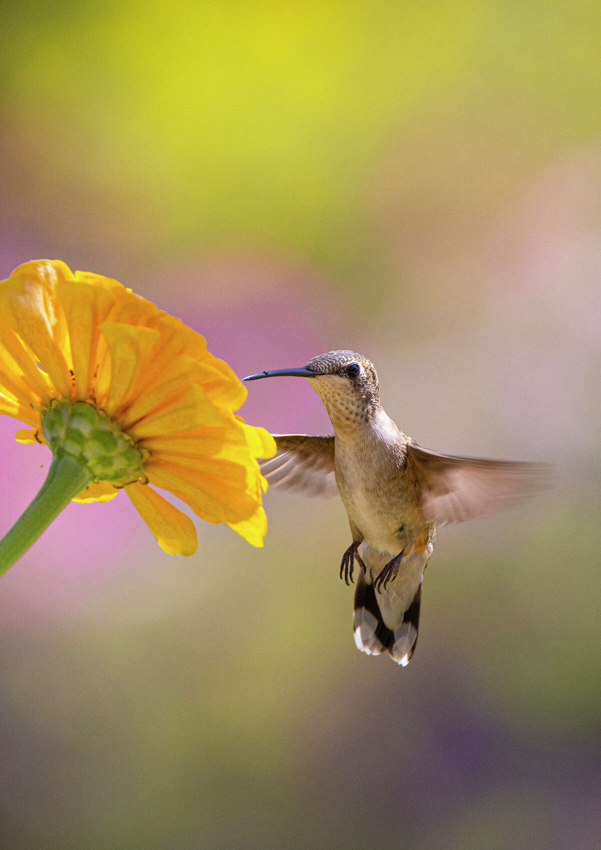 Time to fill the hummingbird feeder for the fall hummer migration