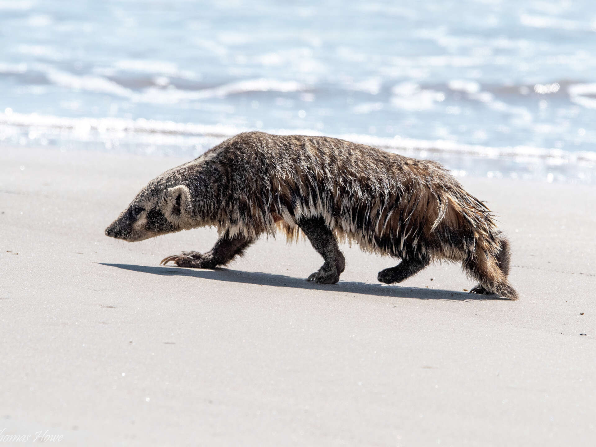 Beachgoer photographs badger escaping heat at PINS