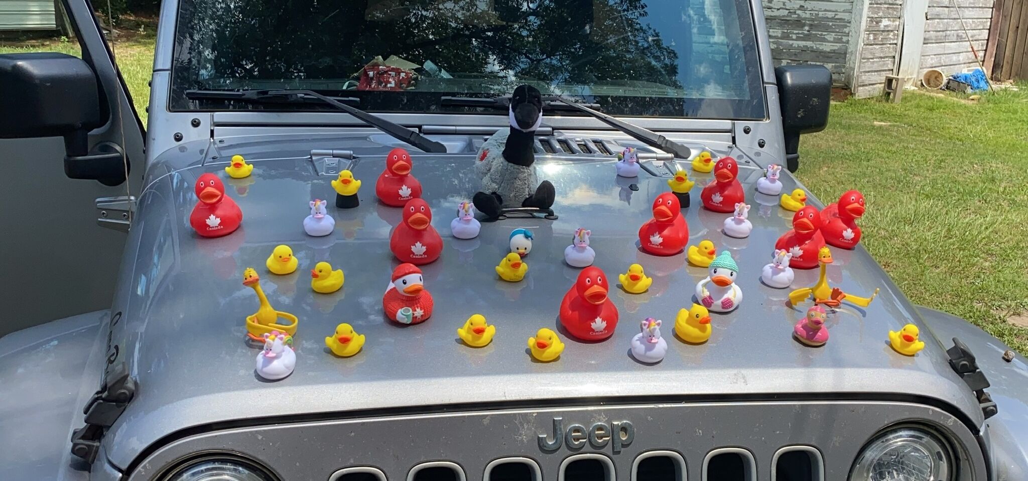Jeep ducks: The story behind the wholesome viral trend
