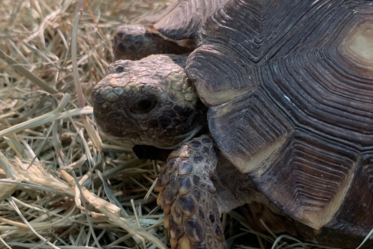 Local tortoise Midsize Sedan up for national pet name competition