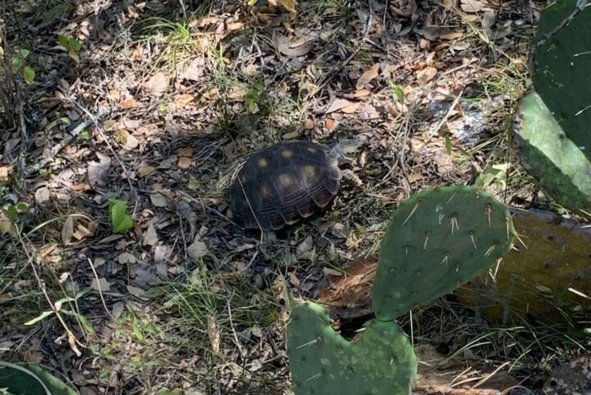 San Antonio Animal Care Services returns Texas tortoise to wild