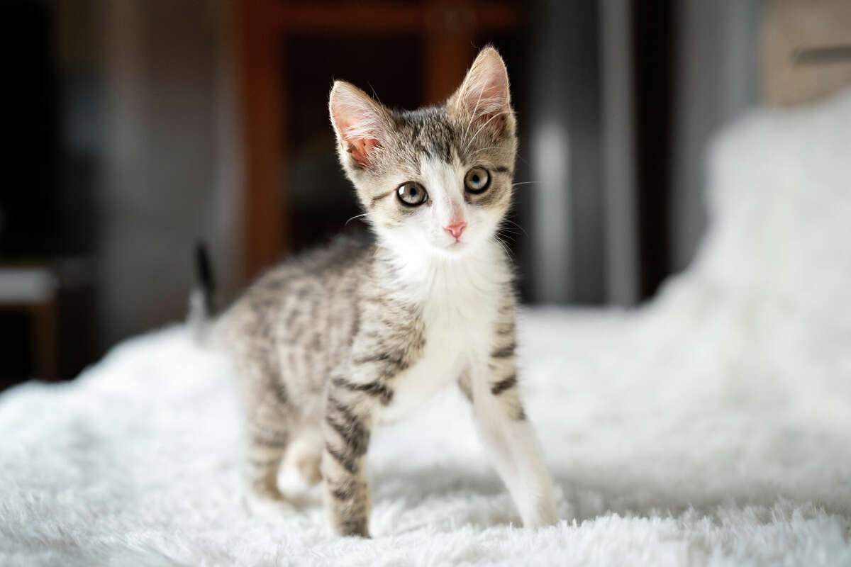 Listen to your kitten's meows, which are reserved for humans, and respond.