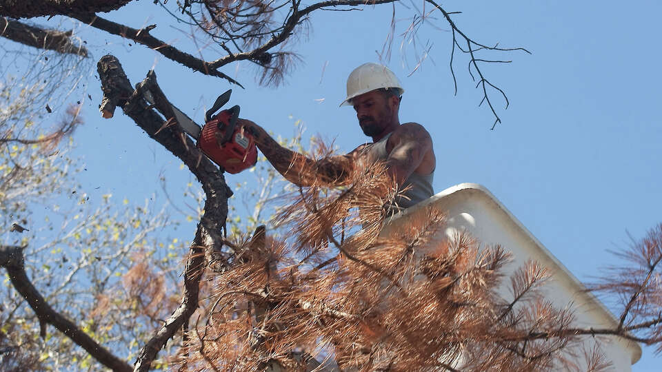 A declining pine can attract wood-boring insects, like termites, so brown pines should be removed. 