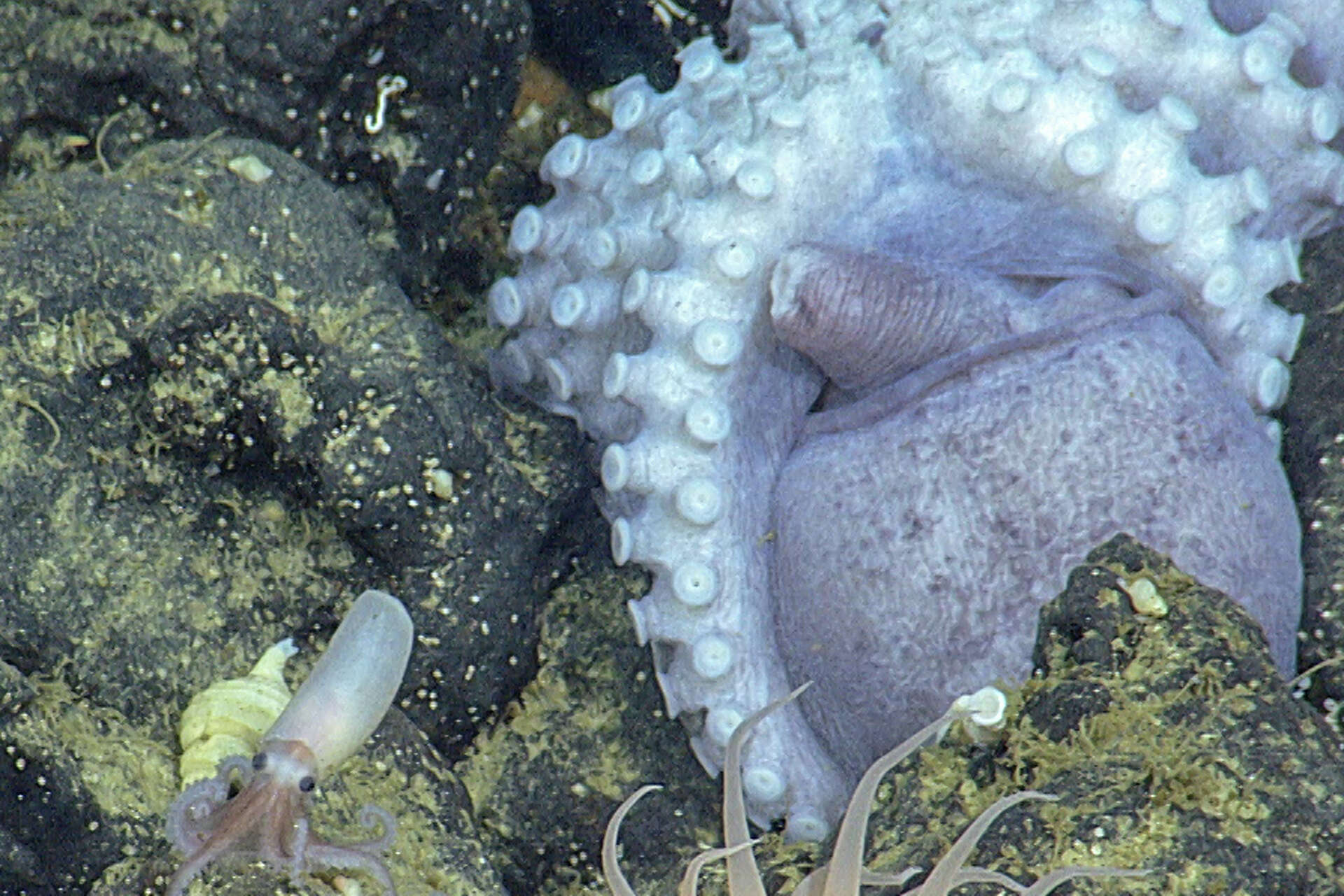 California coast housing 20,000 of world’s largest octopuses