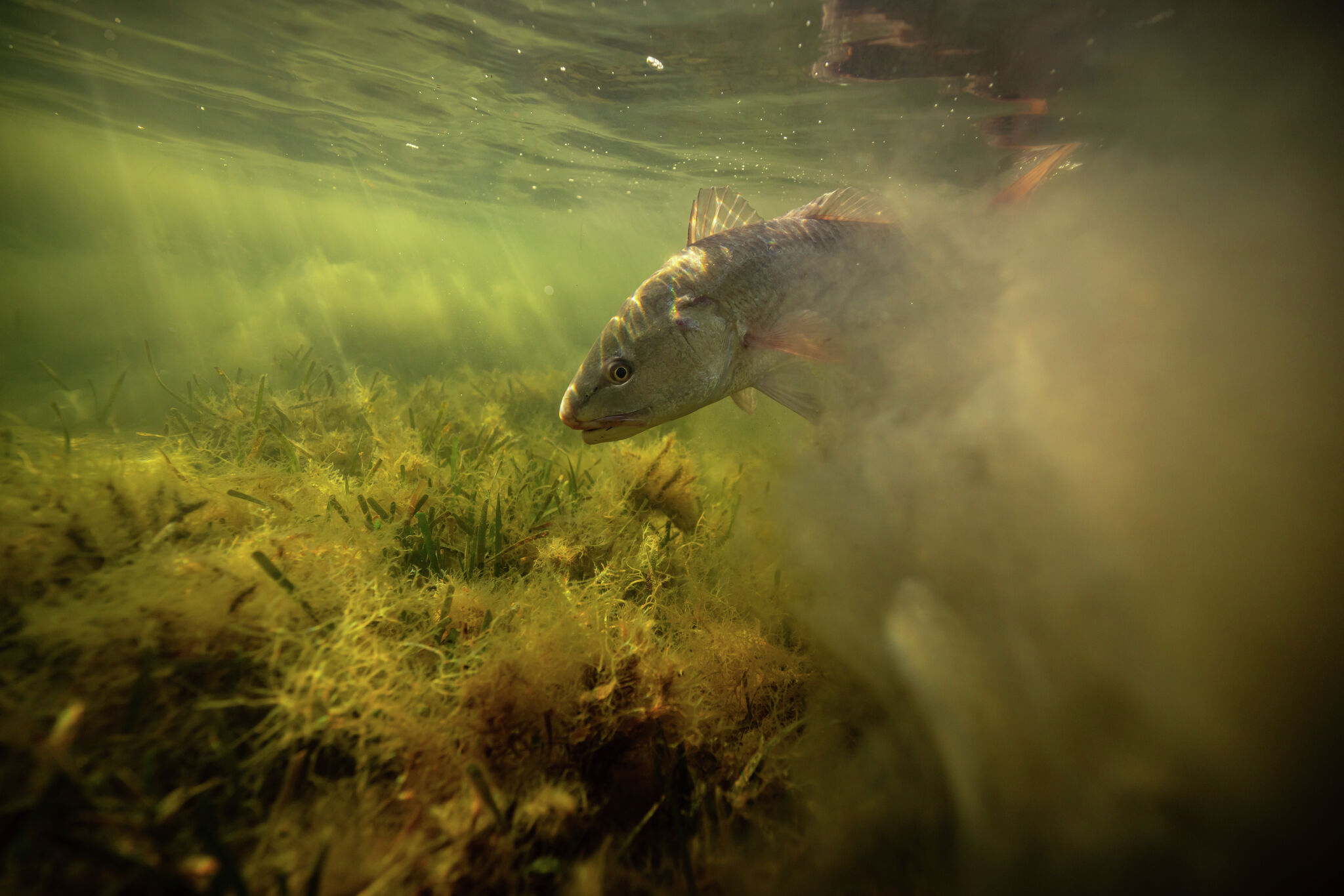 H-E-B enters the film world with a Texas nature docuseries