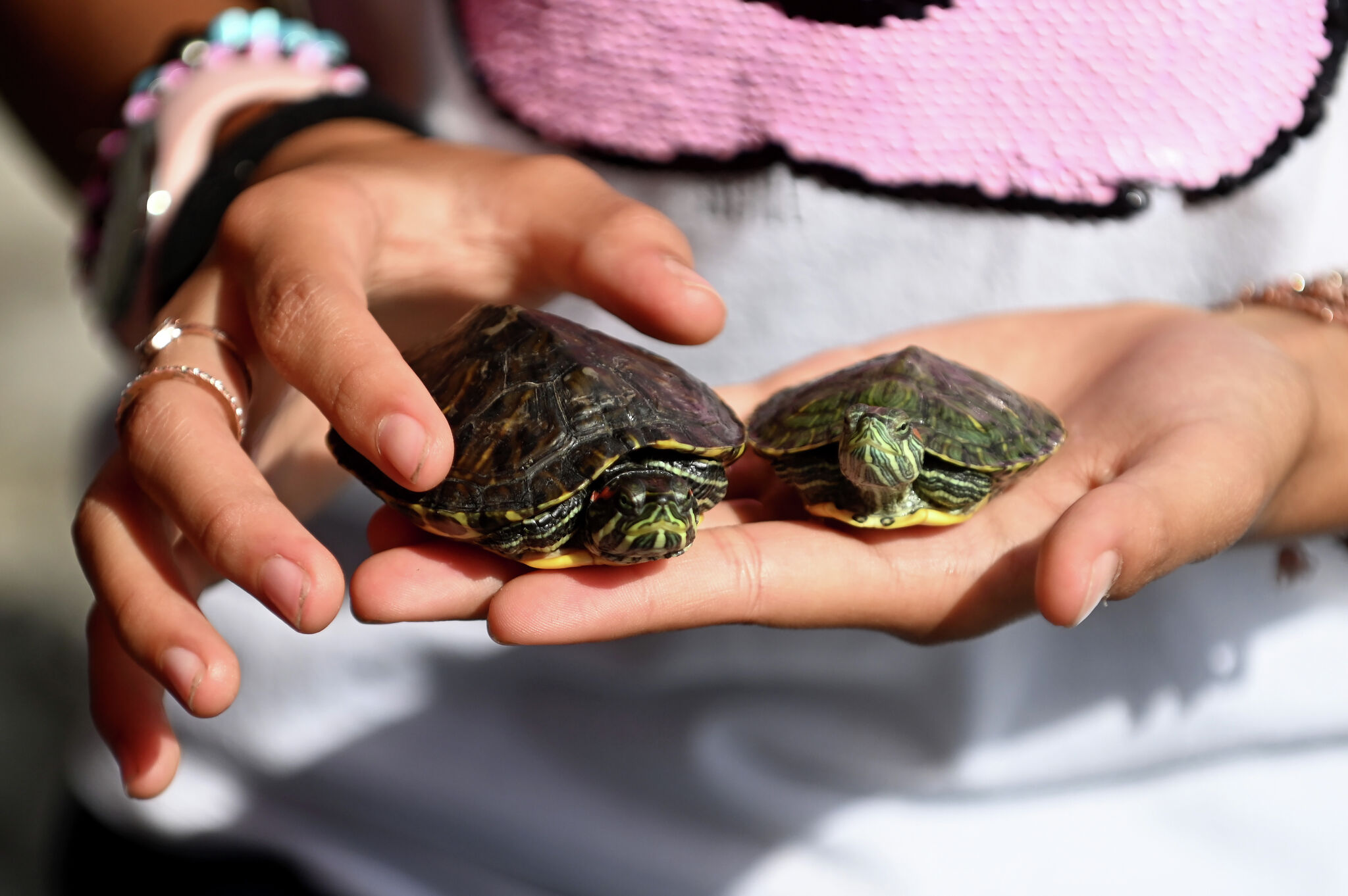 CDC Salmonella outbreak linked to turtles in states near CT