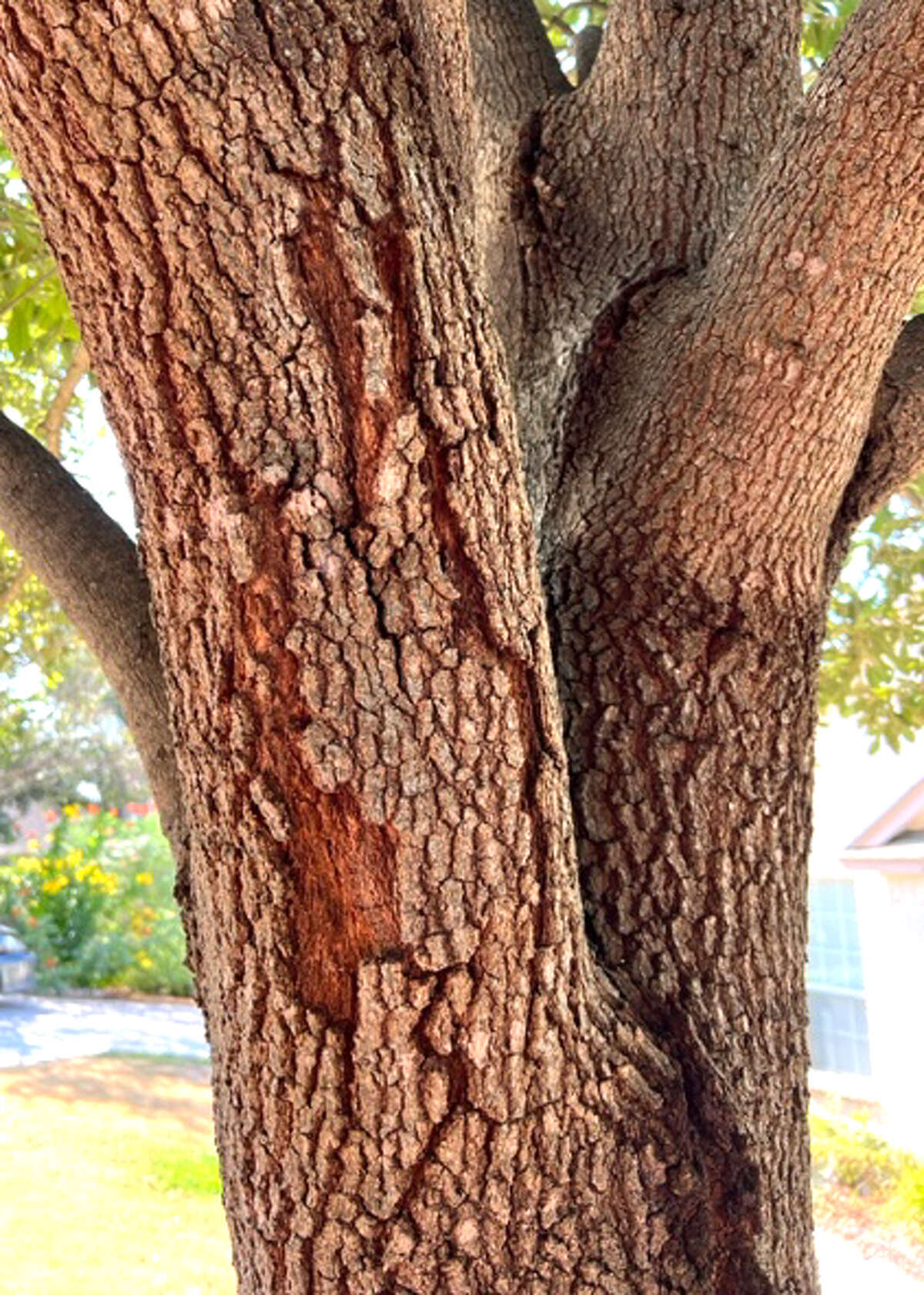 From San Antonio's extreme cold to heat, oak trees are struggling