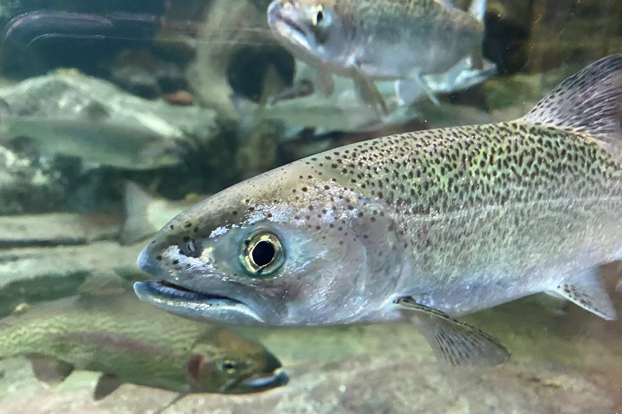 A young trout at the Humboldt Redwood Company Fisheries Exhibit in Scotia. 