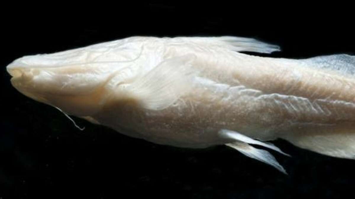Rare catfish species only found in Texas could be extinct soon