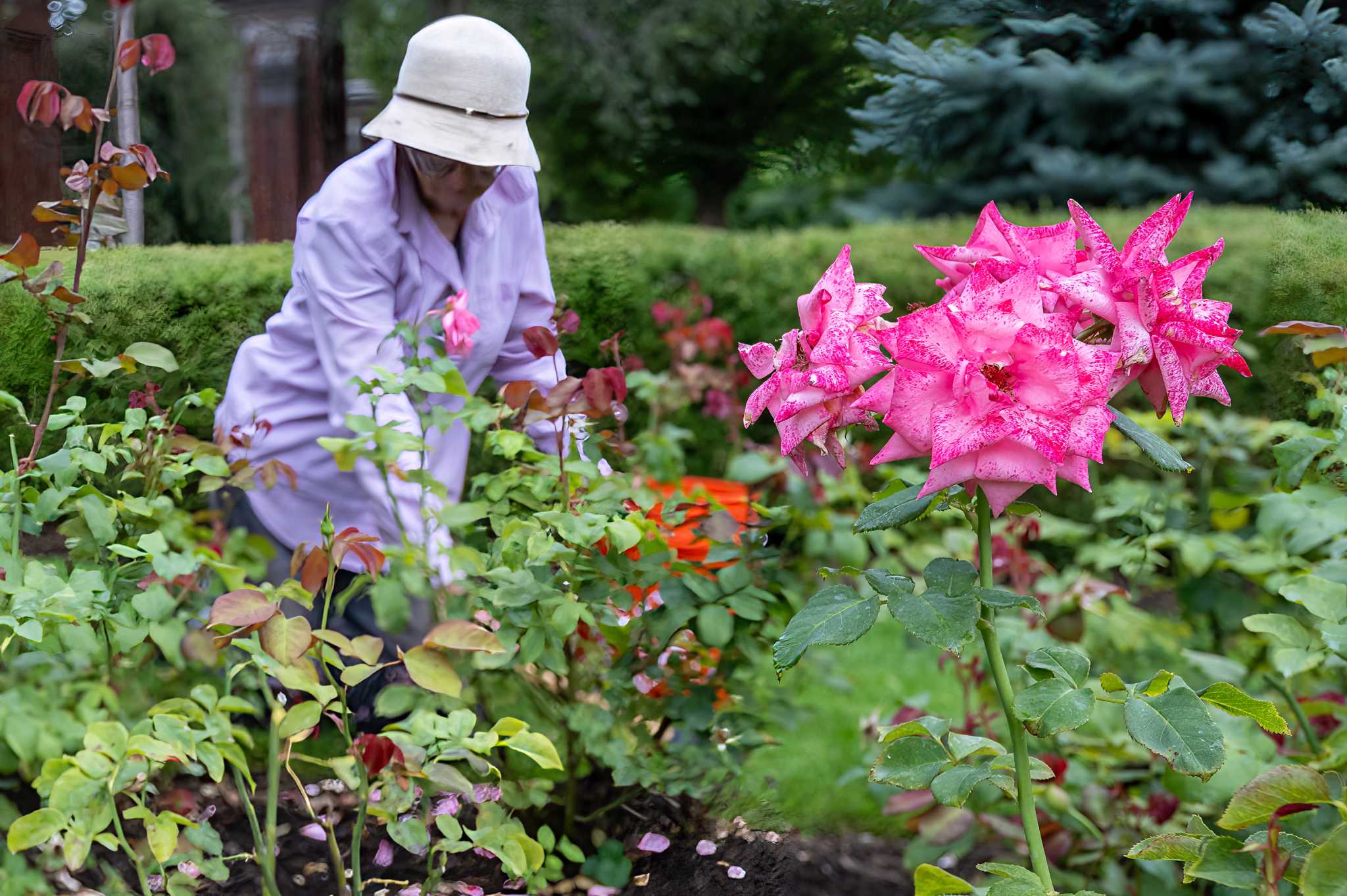 Tender loving care goes into Schenectady rose garden