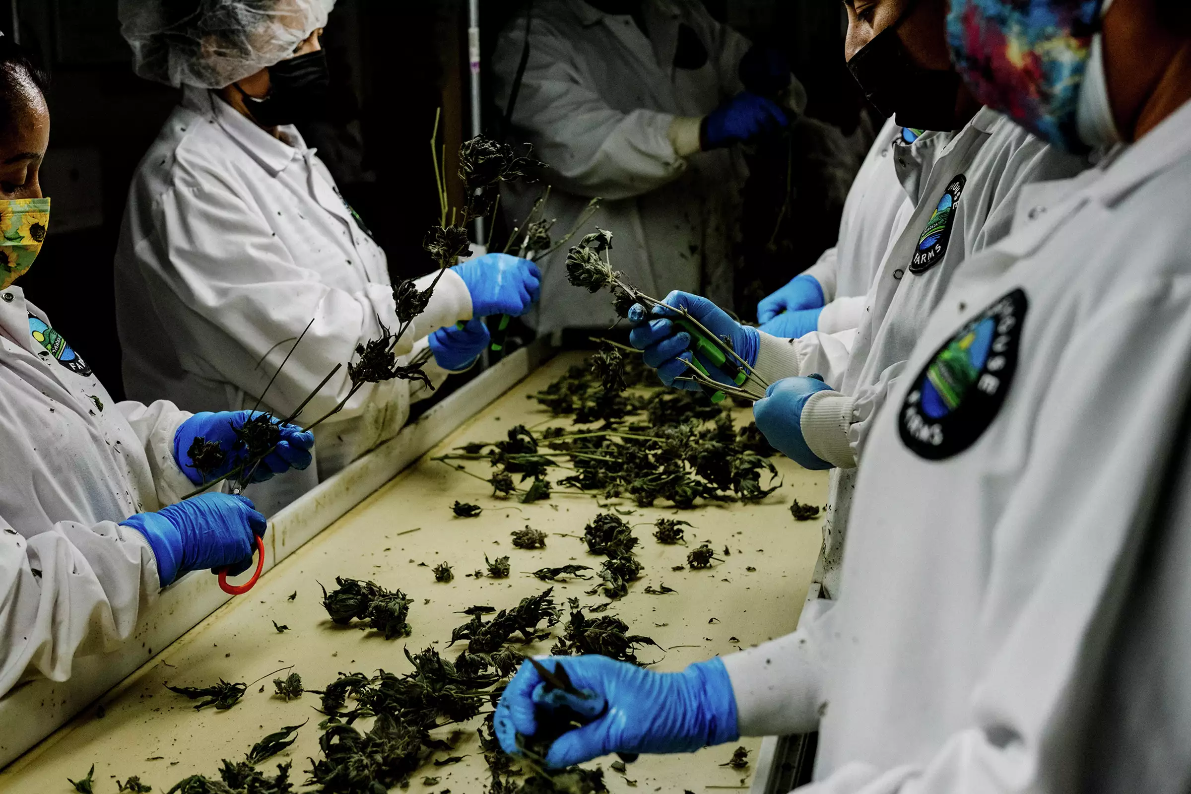 Cannabis farmworkers de-stem cannabis product prior to packaging at Glass House Farms in Camarillo, Calif., on Feb. 9, 2023.