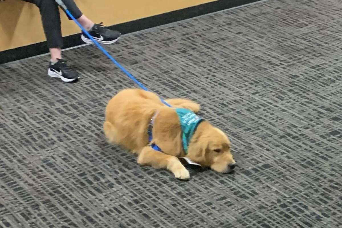 Story photo for Therapy dogs a twist in gymnastics