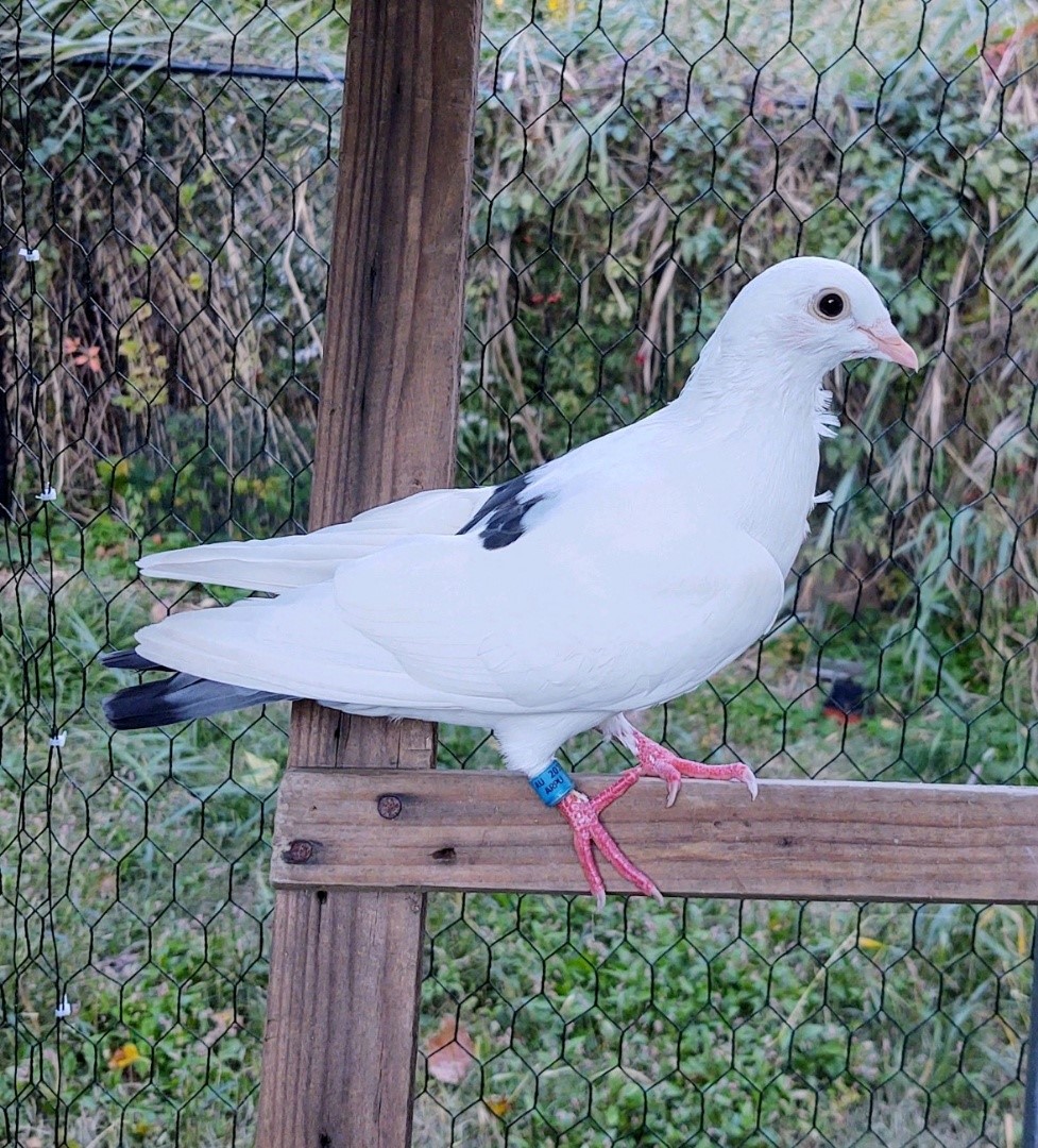 Pigeon rescue advocates say CT must enforce protections