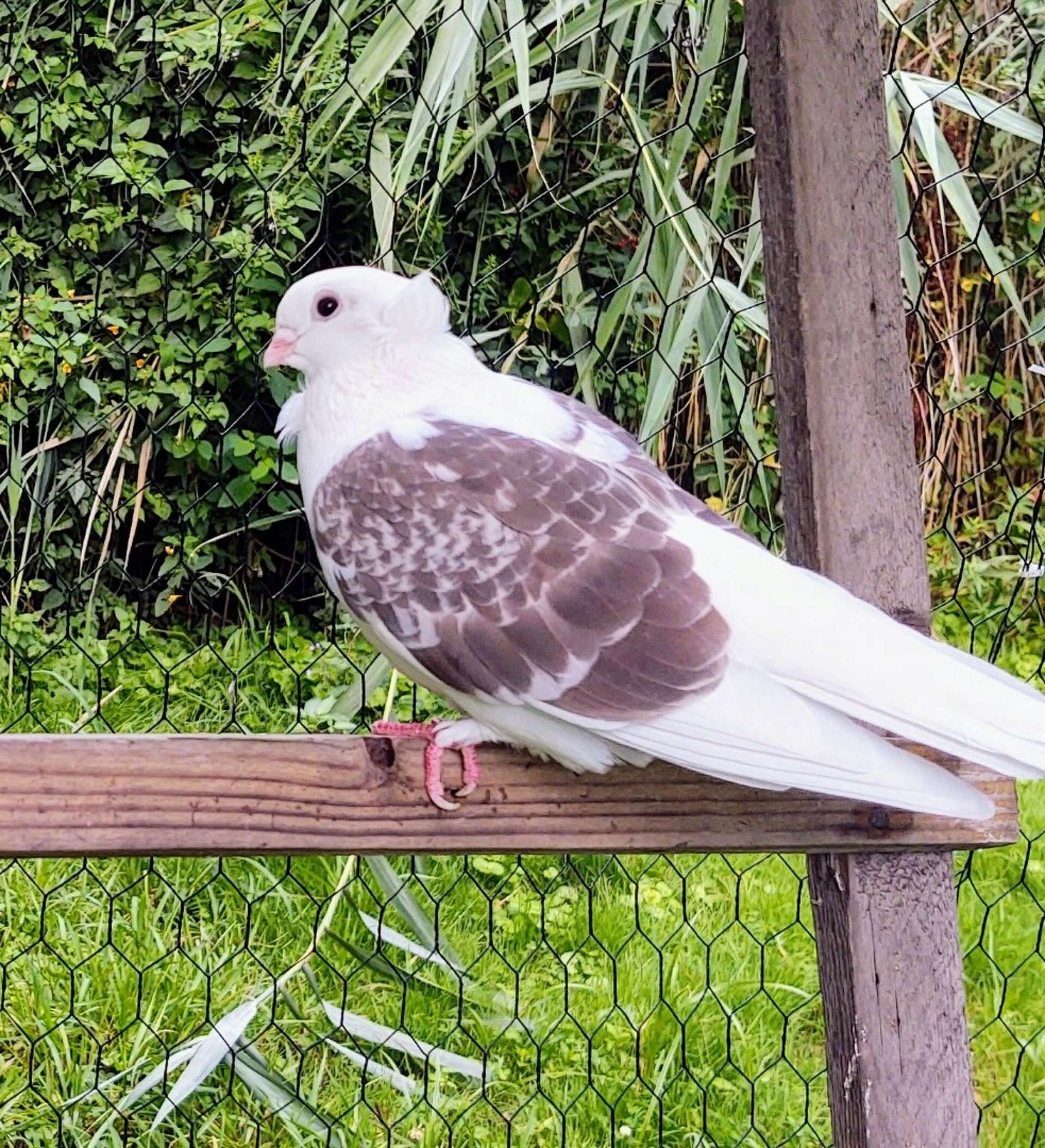 Pigeon rescue advocates say CT must enforce protections