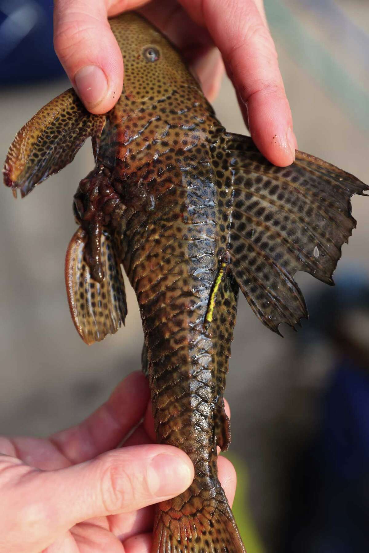 Endangered species struggle as Texas drought dries up rivers