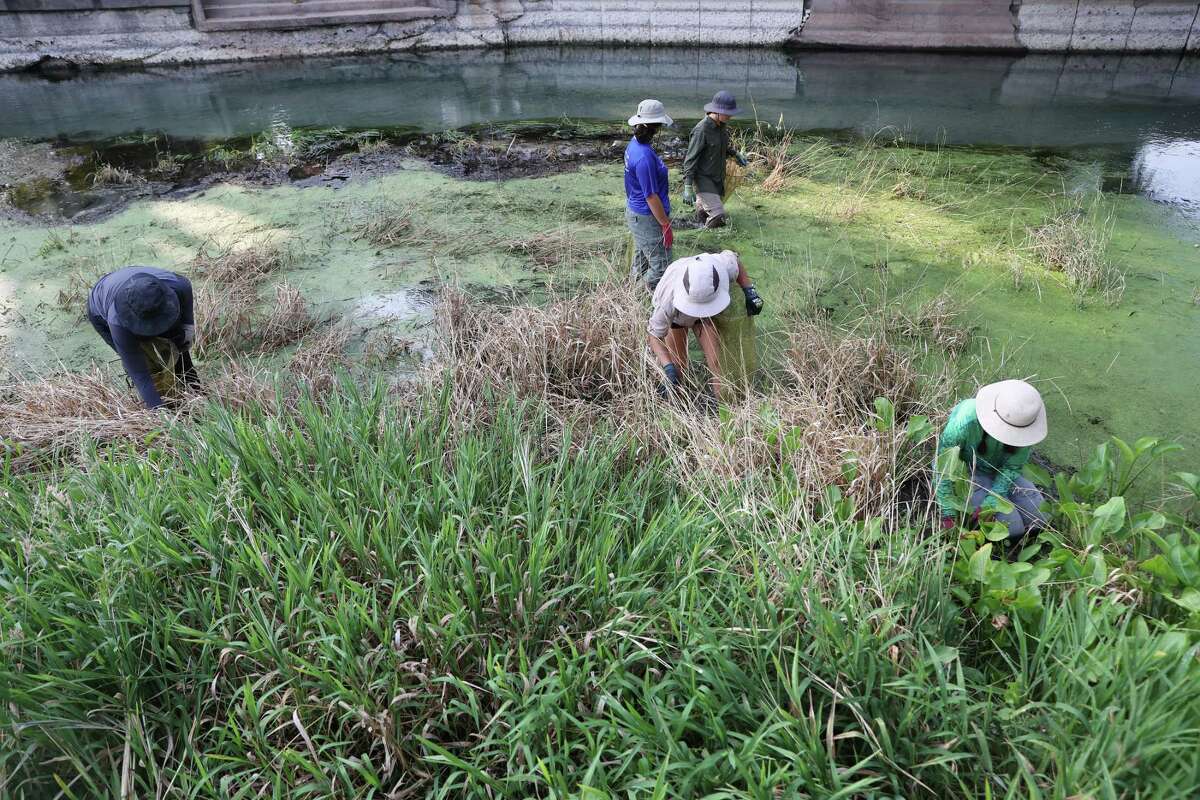 Endangered species struggle as Texas drought dries up rivers