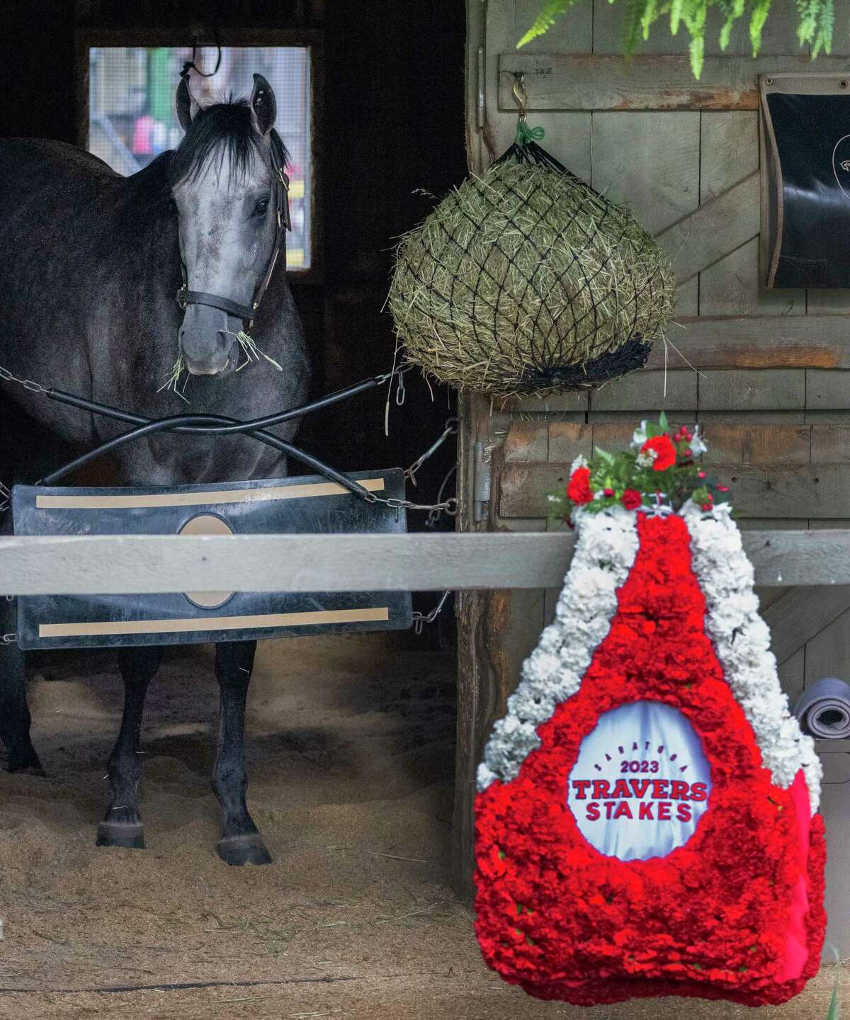 Expect Travers winner Arcangelo to garner Horse of the Year votes