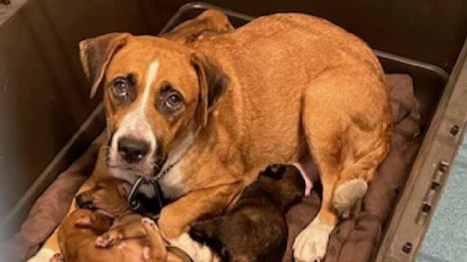 Many of the 85 dogs seized Aug. 25 by the Pearland Police Department in the Shadow Creek Ranch neighborhood were just puppies.