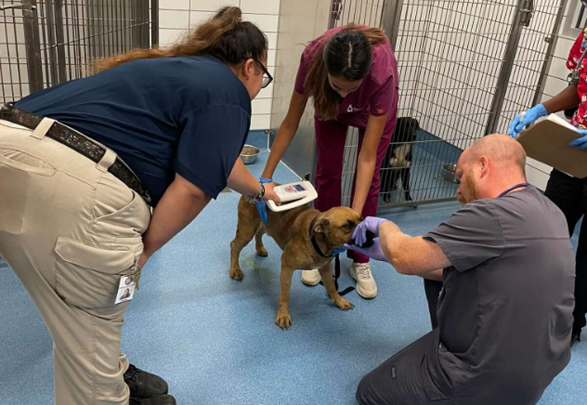 85 dogs seized from Pearland home after being found without water