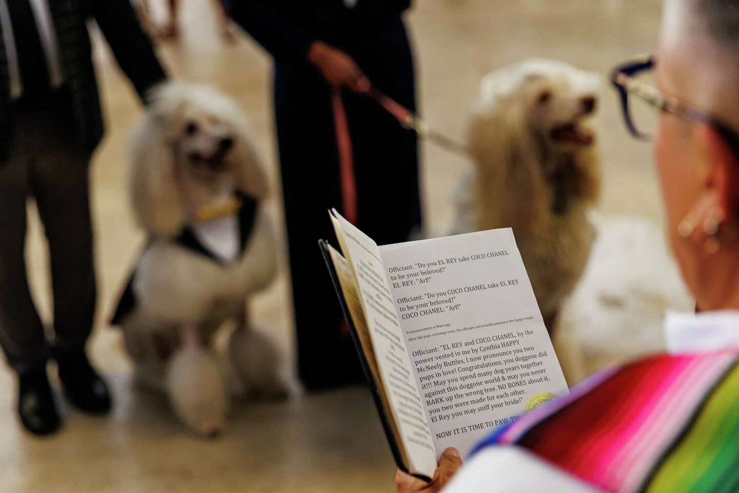 Two poodles tie knot for Bexar courthouse therapy dog fundraiser