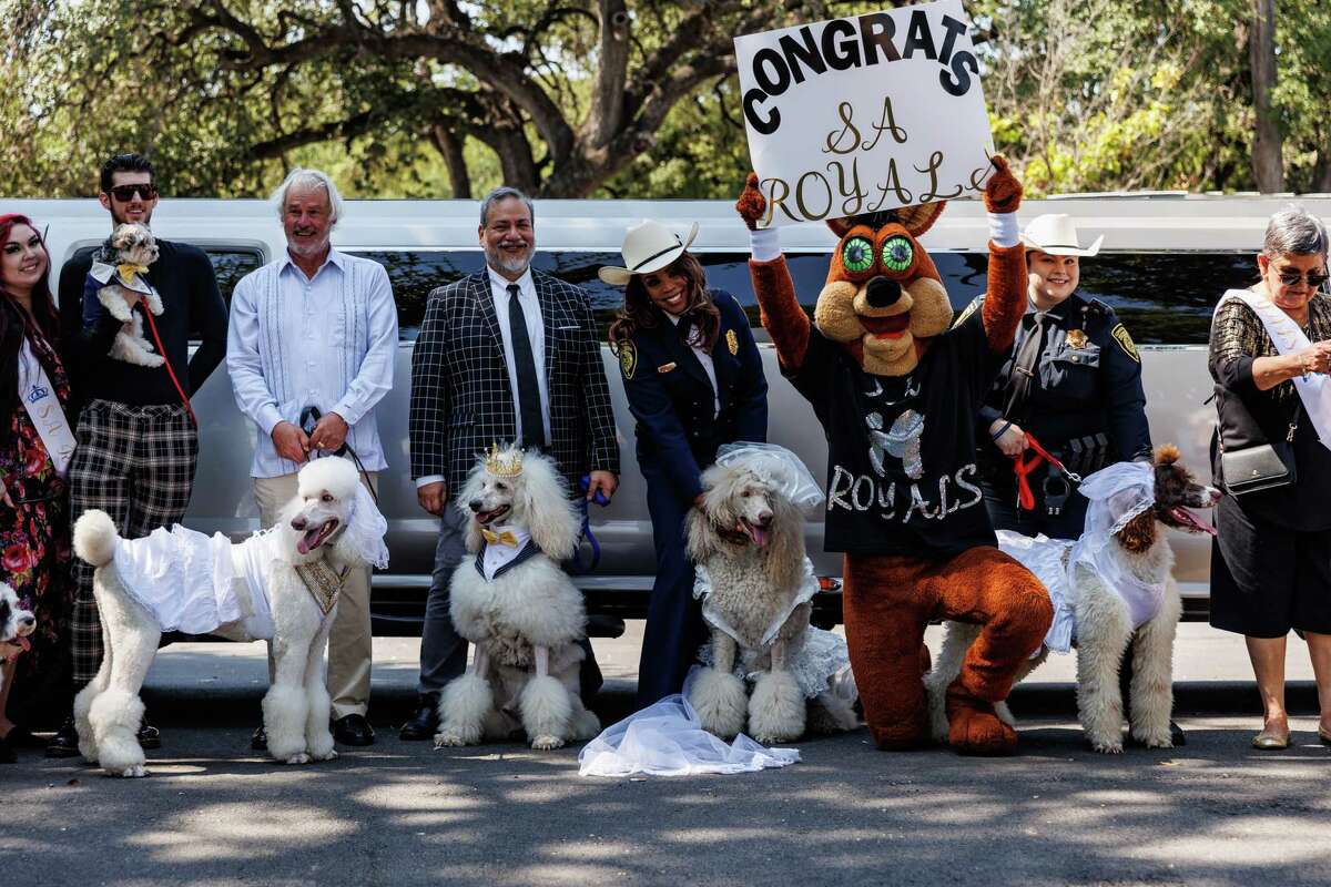 Two poodles tie knot for Bexar courthouse therapy dog fundraiser