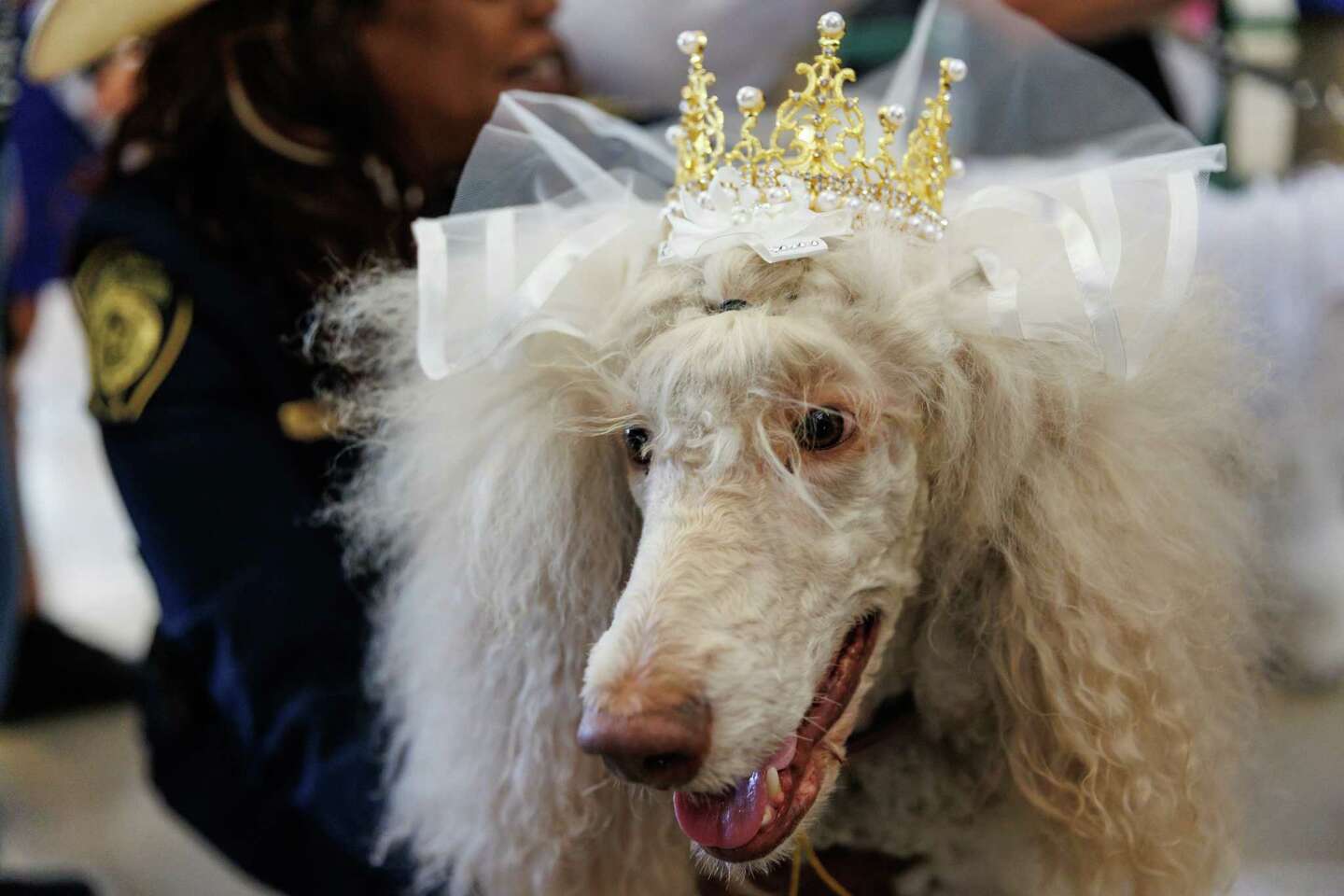 Two poodles tie knot for Bexar courthouse therapy dog fundraiser