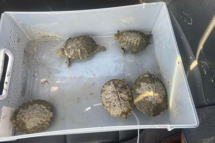 'i Hate Seeing Animals Suffer': Texas Woman Saves 33 Turtles