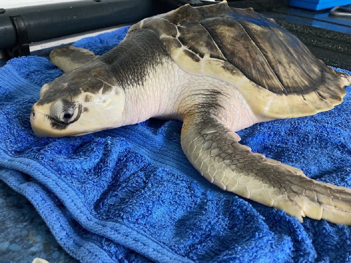 Sea turtle rehabilitated in Wales returns to Gulf on Tuesday