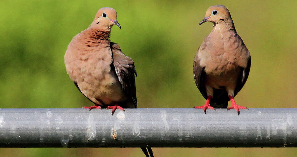 Texas dove hunting season Mourning and whitewing numbers