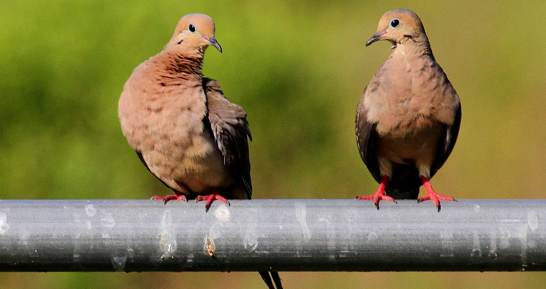 Texas dove hunting season Mourning and whitewing numbers