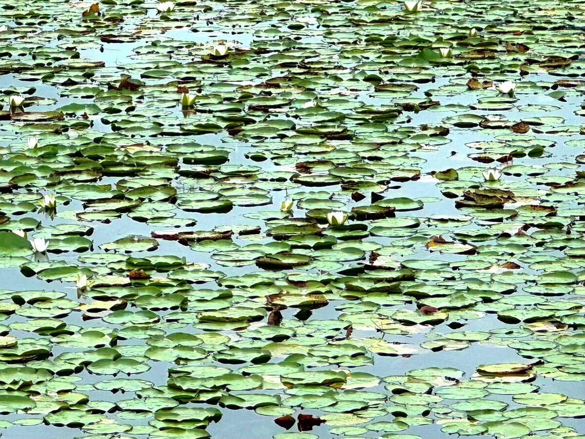 As CT Water Co. seeks a rate hike, boss shows confidence