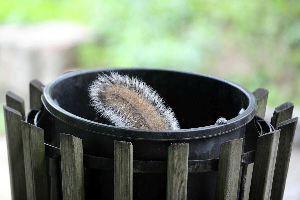 Some CT residents wondering where the squirrels have gone