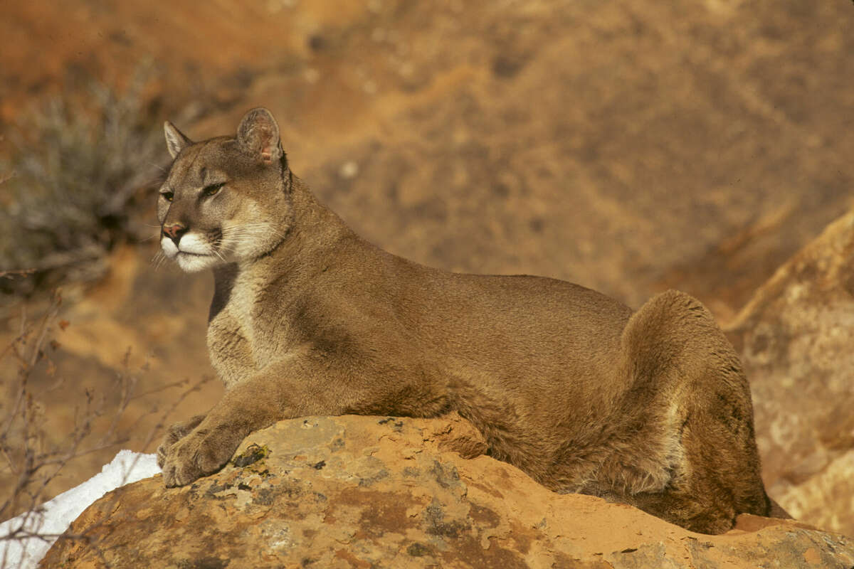 Two mountain lions dubbed L147 and L176 died of starvation after California officials relocated them hundreds of miles from home. 