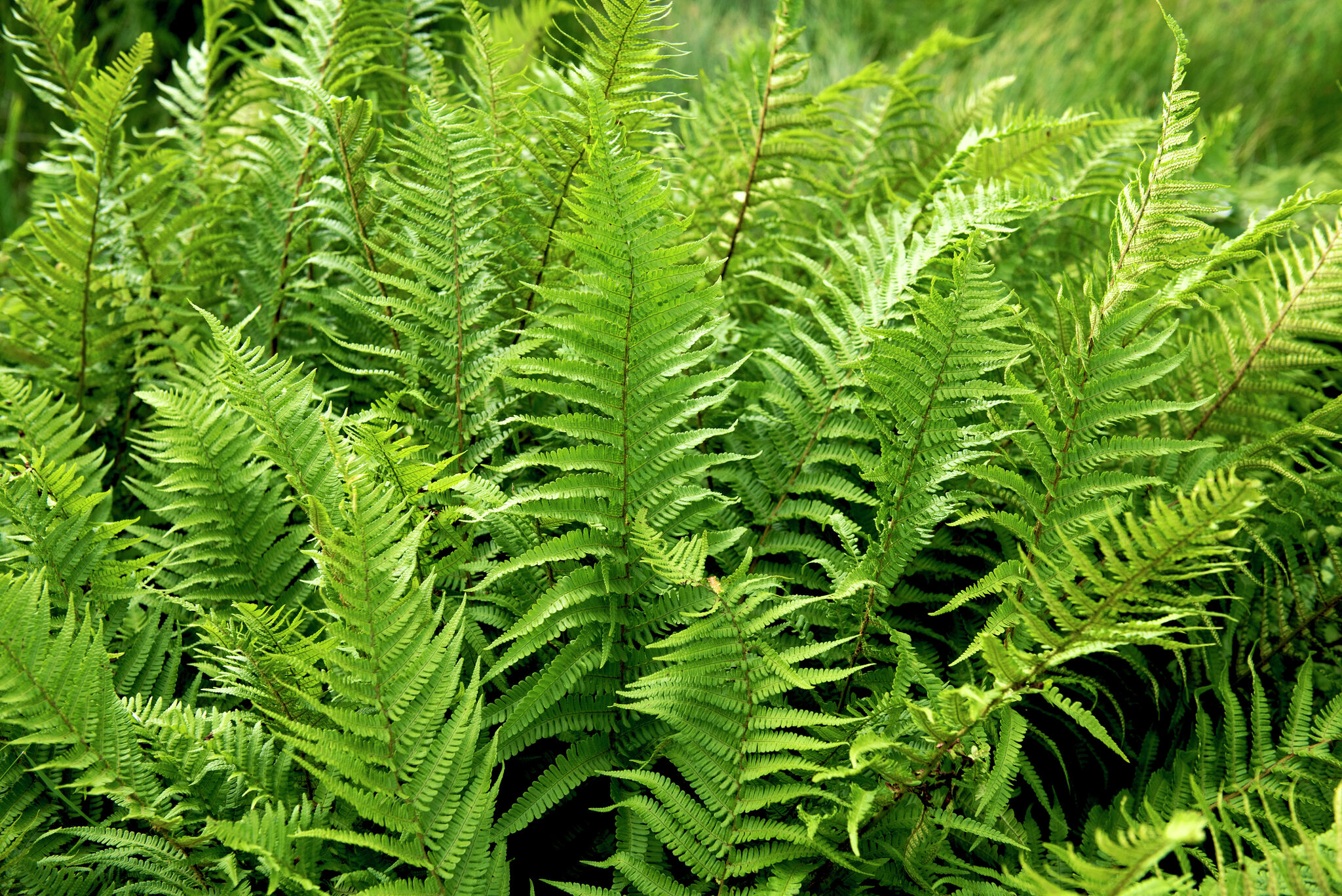 Can Ferns Survive Winter? Tips to Winterize Outdoor Ferns 