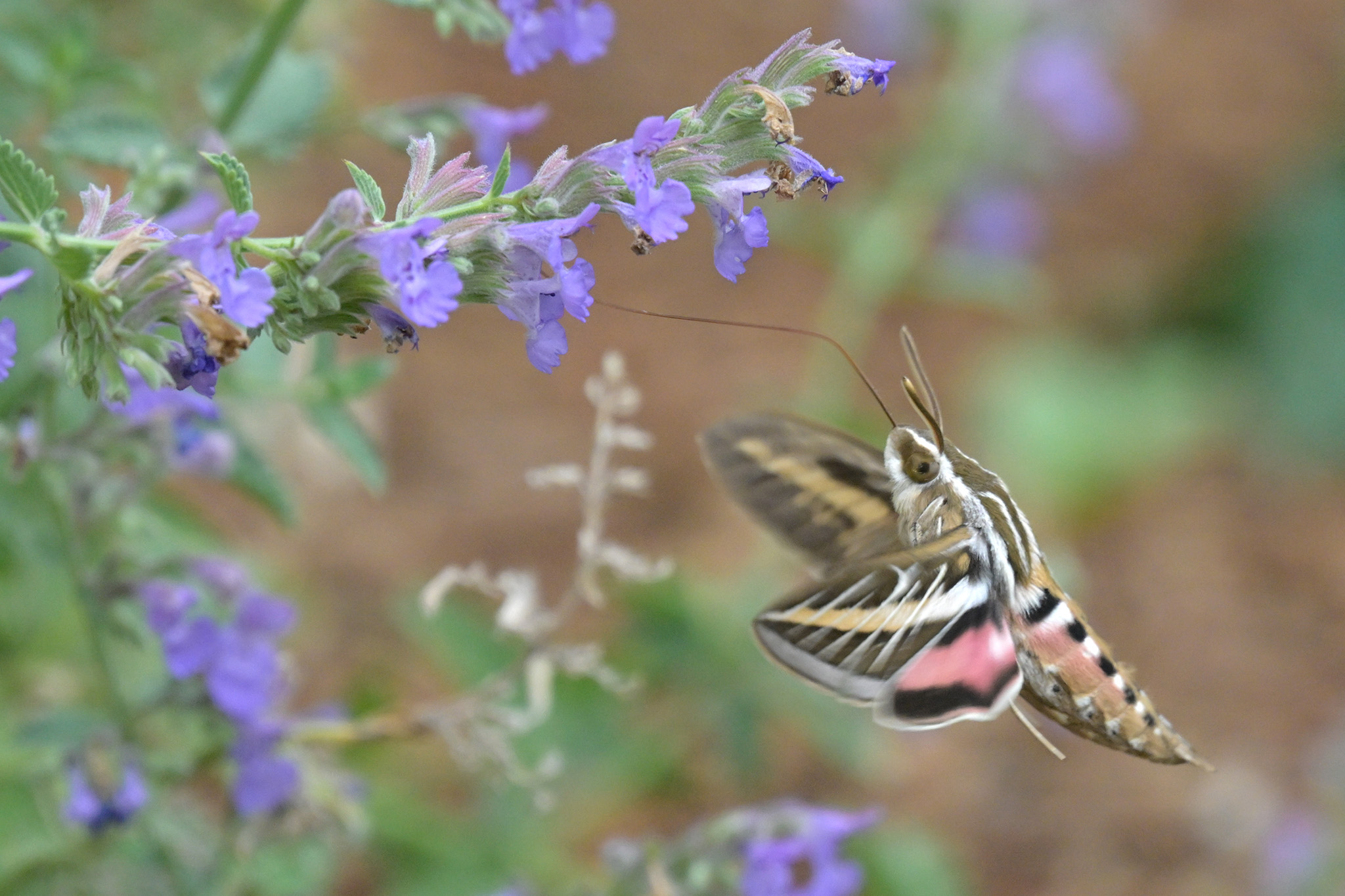 The Hummingbird Hawk Moth