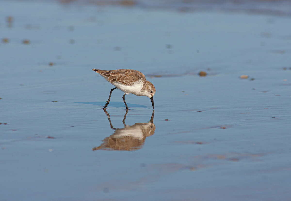 Guide: Meet the migrating shorebirds descending on Texas' coast