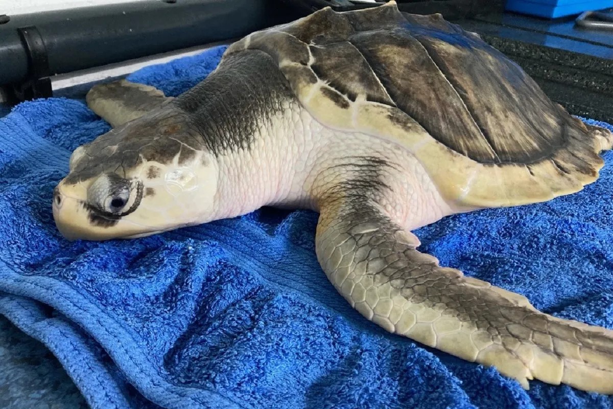 Kemp's Ridley sea turtle found in Wales returns to Texas