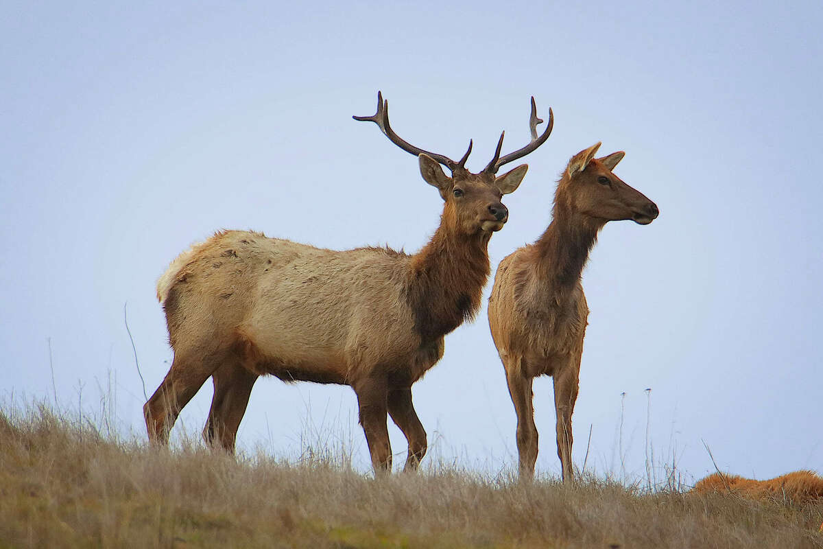 Tule elk are among the rare and endangered species found on the Máyyan ‘Ooyákma Coyote Ridge Open Space Preserve in Santa Clara County.
