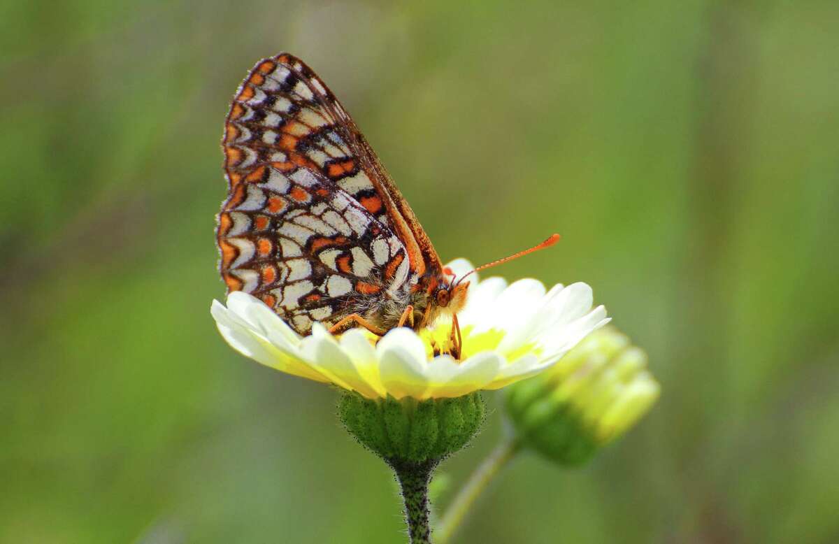 The 2.5-mile Bay Checkerspot Trail on the Máyyan ‘Ooyákma Coyote Ridge Open Space Preserve is so named for the endemic butterfly found on the property.
