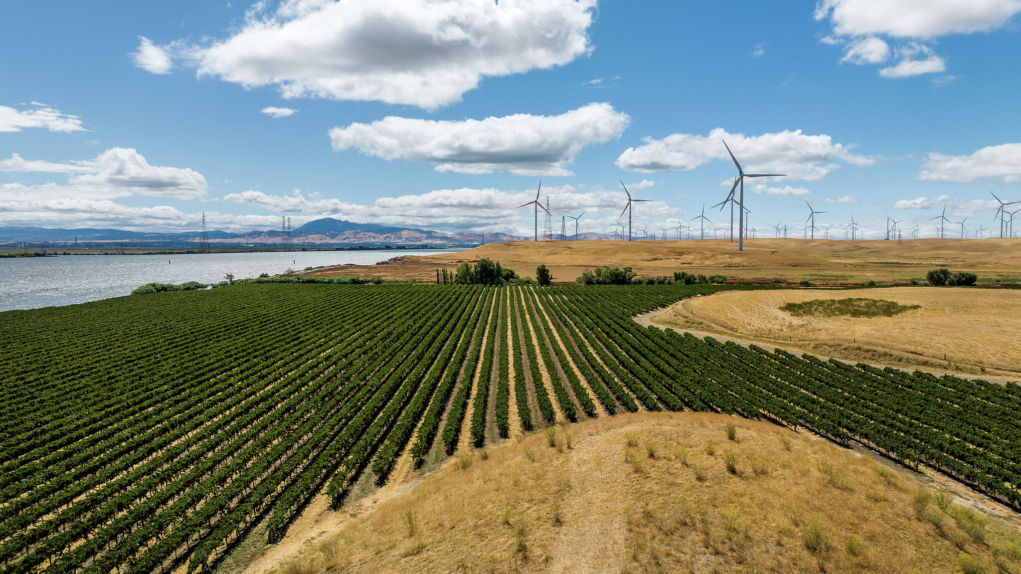 New California city: Does poll by elites buying land reveal plans?