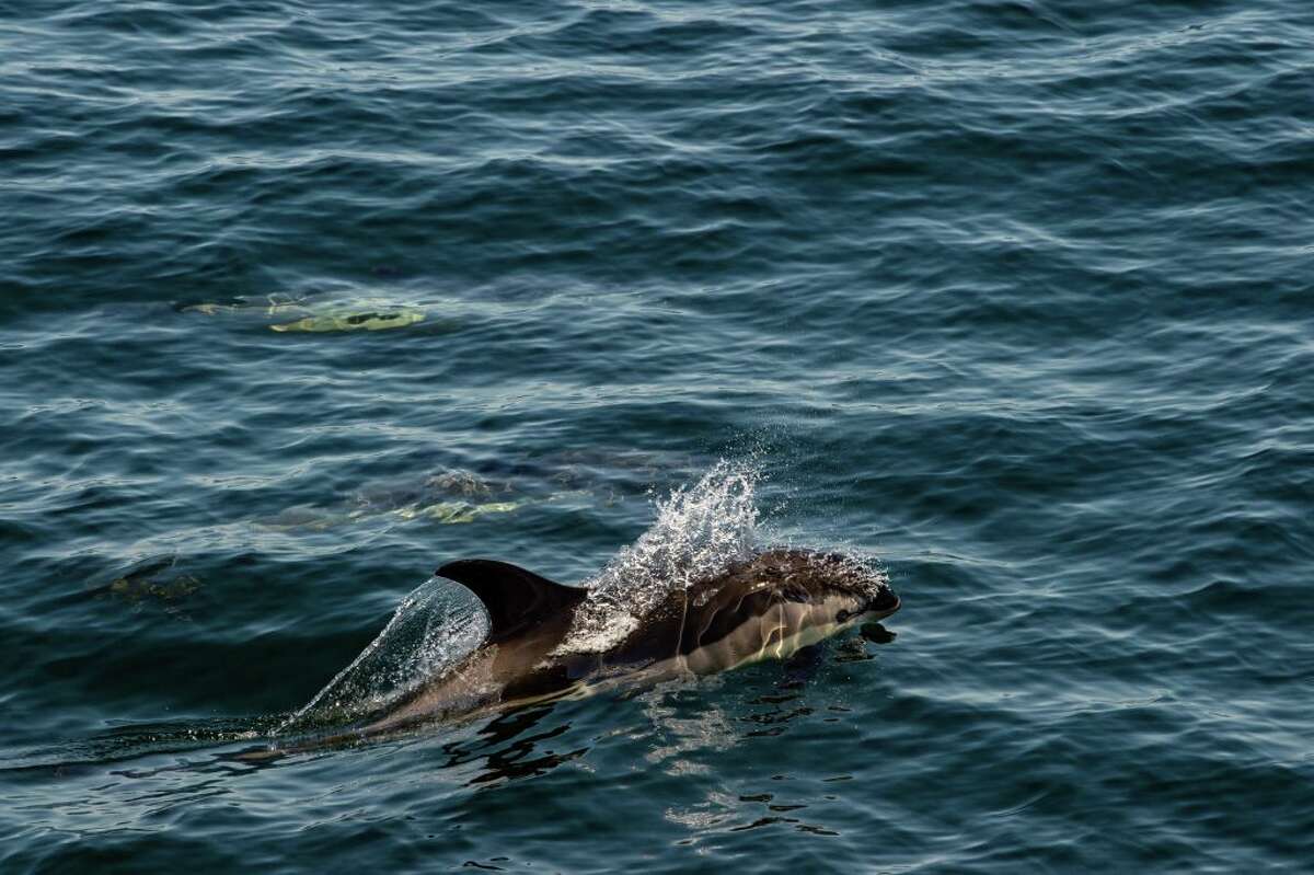 Dolphin spotted swimming in Connecticut's Thames River